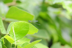 Onychargia atrocyana
