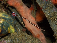 Dunckerocampus dactyliophorus