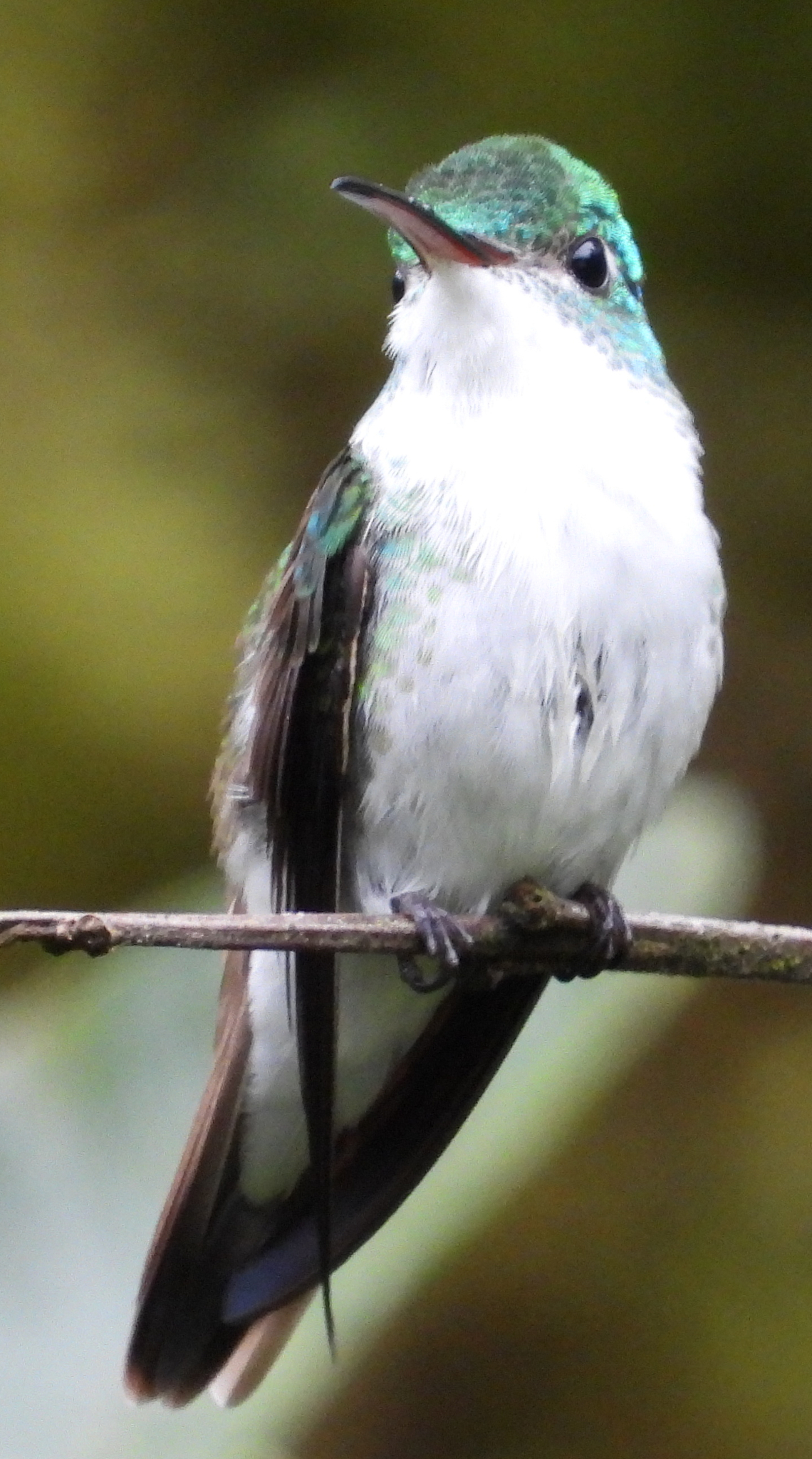 Andean Emerald (Uranomitra franciae), photo 1