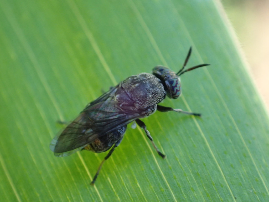 Dicyphoma