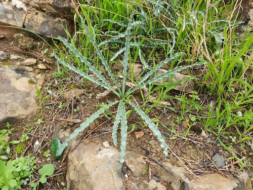 Drimia purpurascens