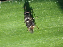 Dicyphoma schaefferi