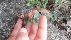 Callisia repens