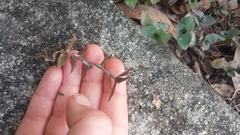 Callisia repens