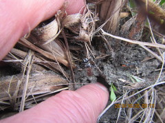 Podalonia tydei suspiciosa