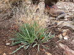 Launaea lanifera, photograph (c) Mehdi Chetibi, some rights reserved (CC BY)