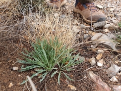 Launaea lanifera, photograph (c) Mehdi Chetibi, some rights reserved (CC BY)