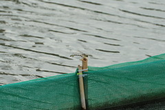 Sinictinogomphus clavatus