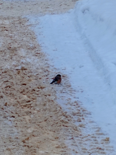 Eurasian Bullfinch