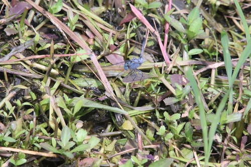 Diplacodes trivialis