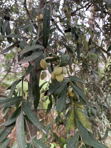 Cheesewood (Pittosporum bicolor)