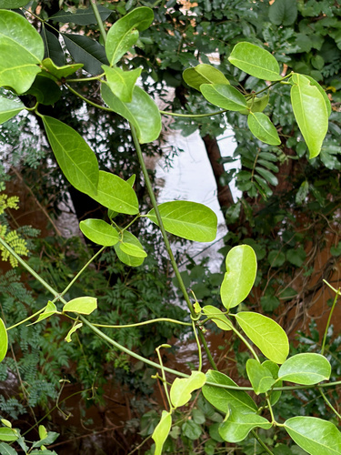 African Paddlepod (Loeseneriella africana)