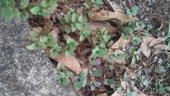 Callisia repens