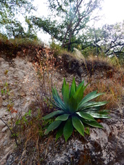 Agave maximiliana
