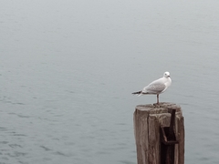 Chroicocephalus novaehollandiae