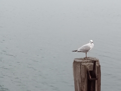 Chroicocephalus novaehollandiae