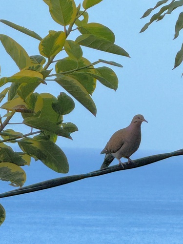 Zenaida Dove (Zenaida aurita), photo 4