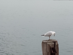 Chroicocephalus novaehollandiae