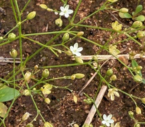 Smooth Carpetweed (Paramollugo nudicaulis)