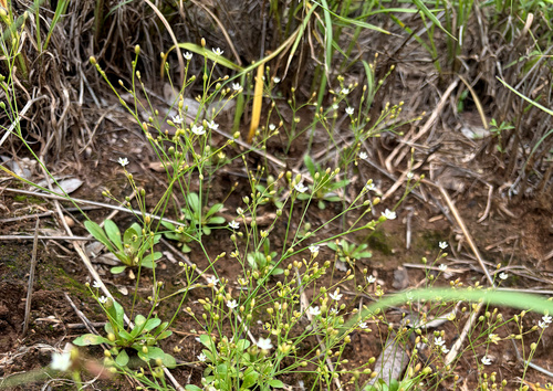 Paramollugo nudicaulis, photograph 1