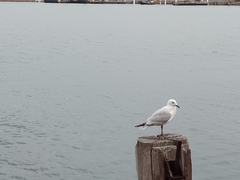 Chroicocephalus novaehollandiae