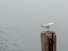 Chroicocephalus novaehollandiae