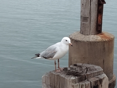 Chroicocephalus novaehollandiae