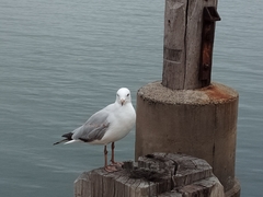 Chroicocephalus novaehollandiae