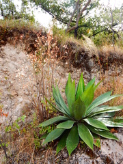 Agave maximiliana