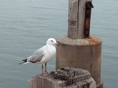 Chroicocephalus novaehollandiae