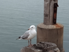 Chroicocephalus novaehollandiae