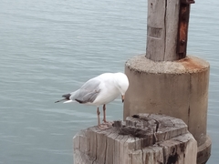 Chroicocephalus novaehollandiae