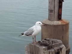 Chroicocephalus novaehollandiae