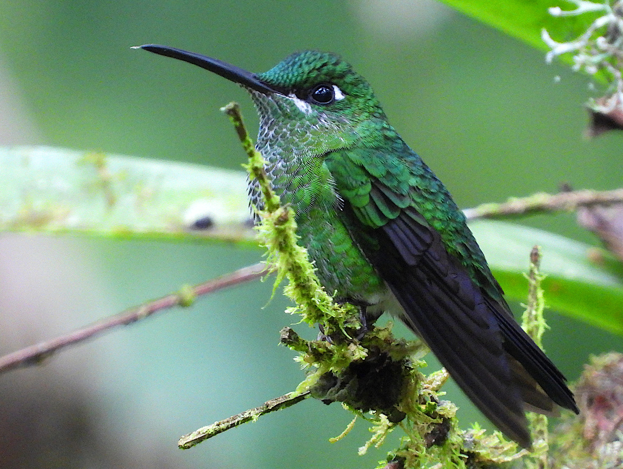 Green-crowned Brilliant (Heliodoxa jacula), photo 6