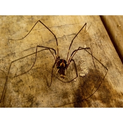 Forsteropsalis pureora