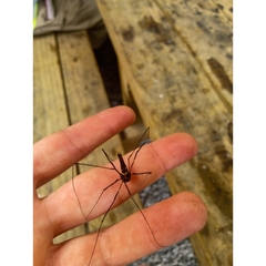 Forsteropsalis pureora