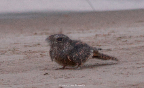 iNaturalist image