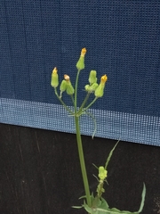 Sonchus oleraceus