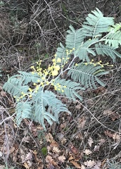 Acacia dealbata