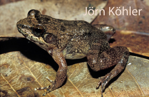 Mantidactylus mahery