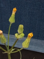 Sonchus oleraceus