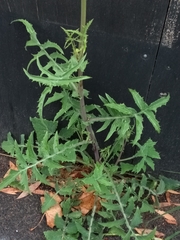 Sonchus oleraceus