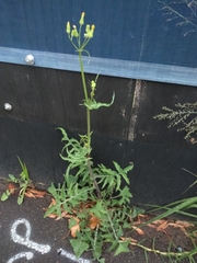 Sonchus oleraceus