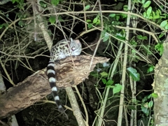 Genetta tigrina