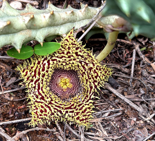 Ceropegia hystrix