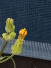 Sonchus oleraceus