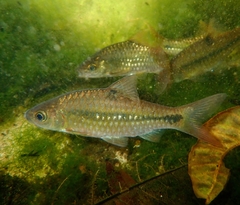 Barbodes binotatus