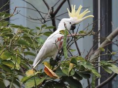 Cacatua sulphurea