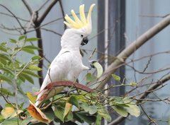 Cacatua sulphurea