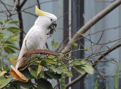 Cacatua sulphurea